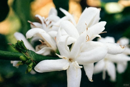 Flores blancas de café en plena floración bajo sombra de guamos y plátanos