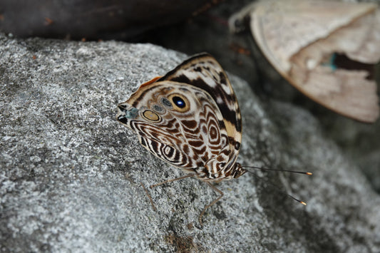 Mariposa en una piedra soleando en el cafetal 