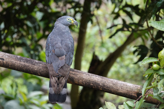 Café Bajo Sombra y Aves: La Alianza Secreta que Transforma Tu Taza y Salva el Planeta