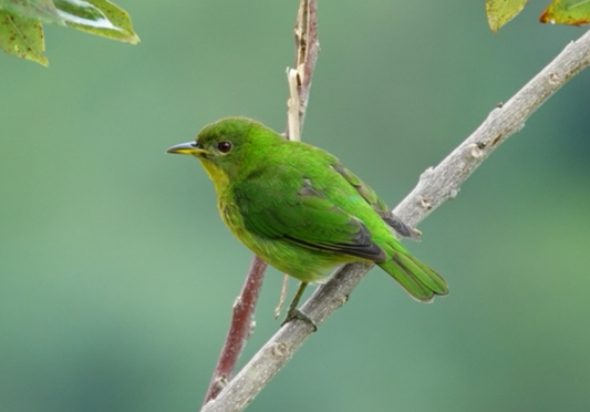 Café Amigable con las Aves: Una Taza de Café que Protege Nuestro Planeta