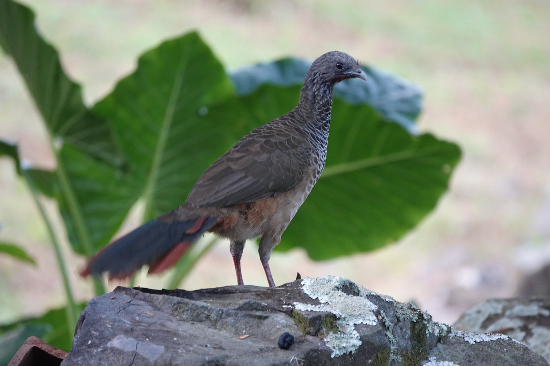 Café bajo sombra y aves: un vínculo vital para la biodiversidad y tu taza