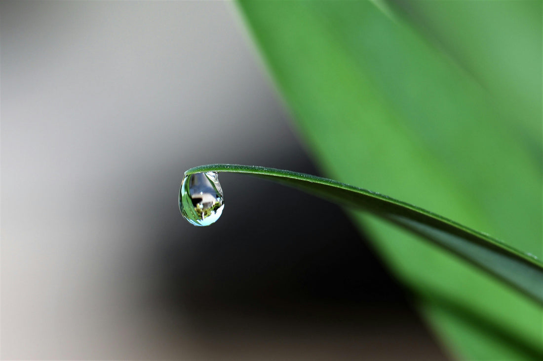 El Agua: El Secreto Olvidado para Extraer la Alma de tu Café Magnagaea