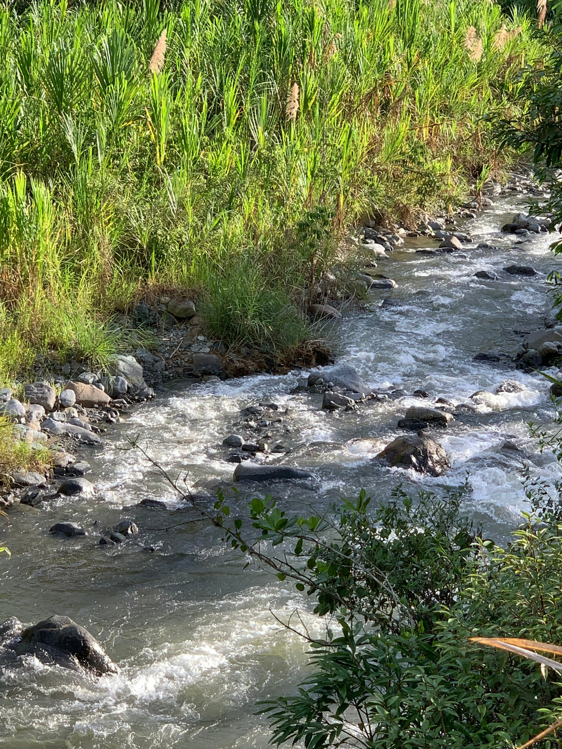 Quebrada y árboles nativos protegiendo el ciclo del agua en finca cafetera Magnagaea