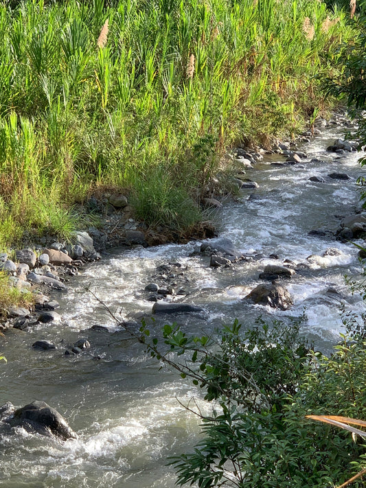 Quebrada y árboles nativos protegiendo el ciclo del agua en finca cafetera Magnagaea