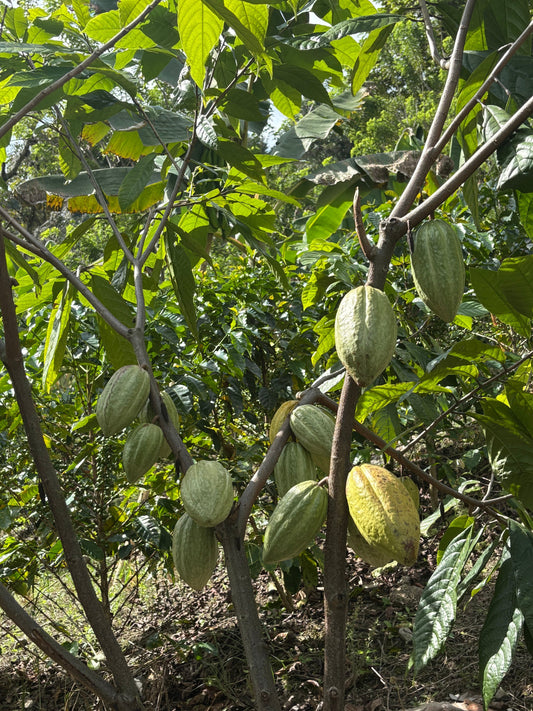 Del café al cacao: cómo el cambio climático redefine el campo colombiano