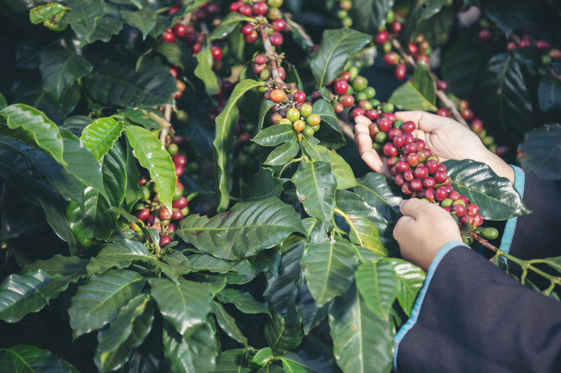 Calendario de cosecha de café en Colombia por región con montañas y cafetos maduros.