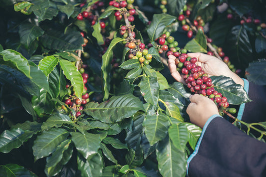 Calendario de cosecha de café en Colombia por región con montañas y cafetos maduros.