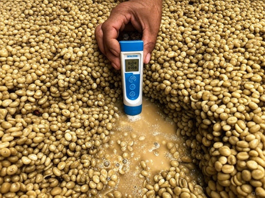 Procesos del café: ¿cómo la fermentación transforma el sabor de tu taza?