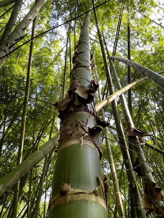 Guadual en finca cafetera sostenible en el Valle del Cauca, Colombia