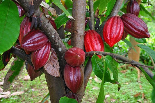 Café y cacao creciendo juntos en un sistema agroforestal en el Valle del Cauca