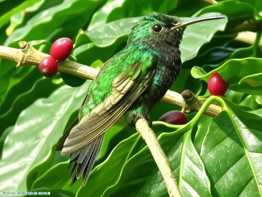 Colibrí polinizando flores de cafeto en finca agroforestal colombiana