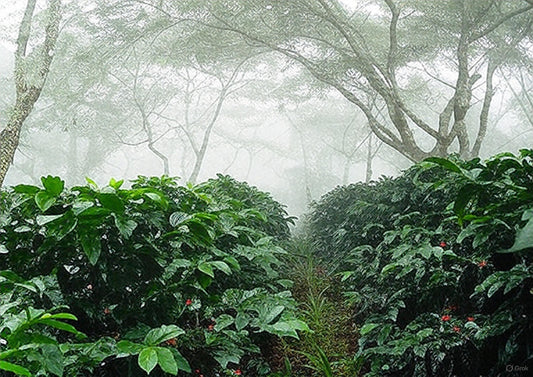 El futuro del café colombiano está en los bioinsumos: sostenibilidad, regeneración y mejor sabor en cada taza de especialidad.