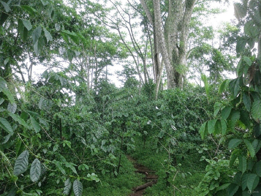 Productor observando cafetales regenerativos con árboles de sombra en el Valle del Cauca