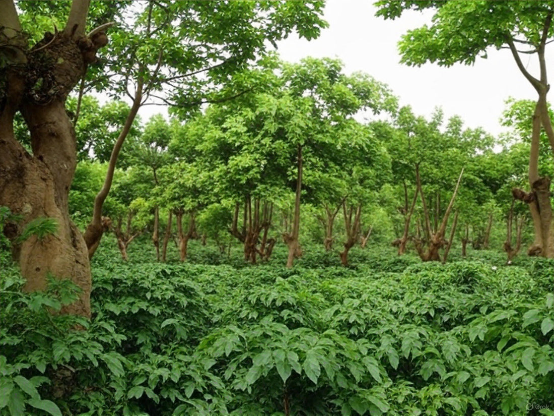 Cafetal de Magnagaea bajo árboles de sombra con luz filtrada sobre los cafetos