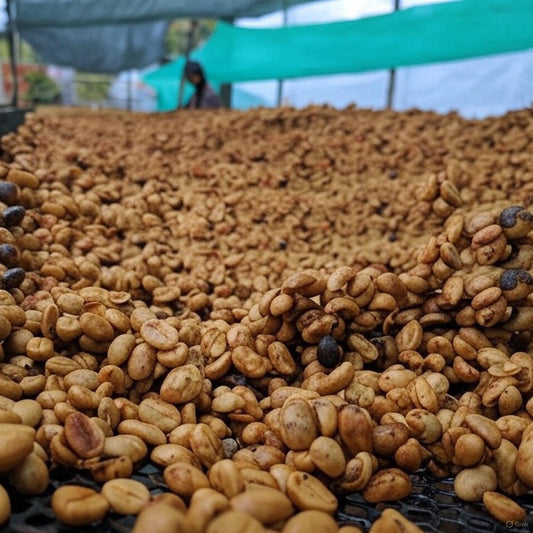 Procesos de poscosecha: del fruto a la taza en cafés de especialidad