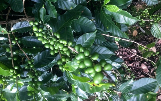 Las estaciones del café: cómo la estación influye en cosechas y perfiles