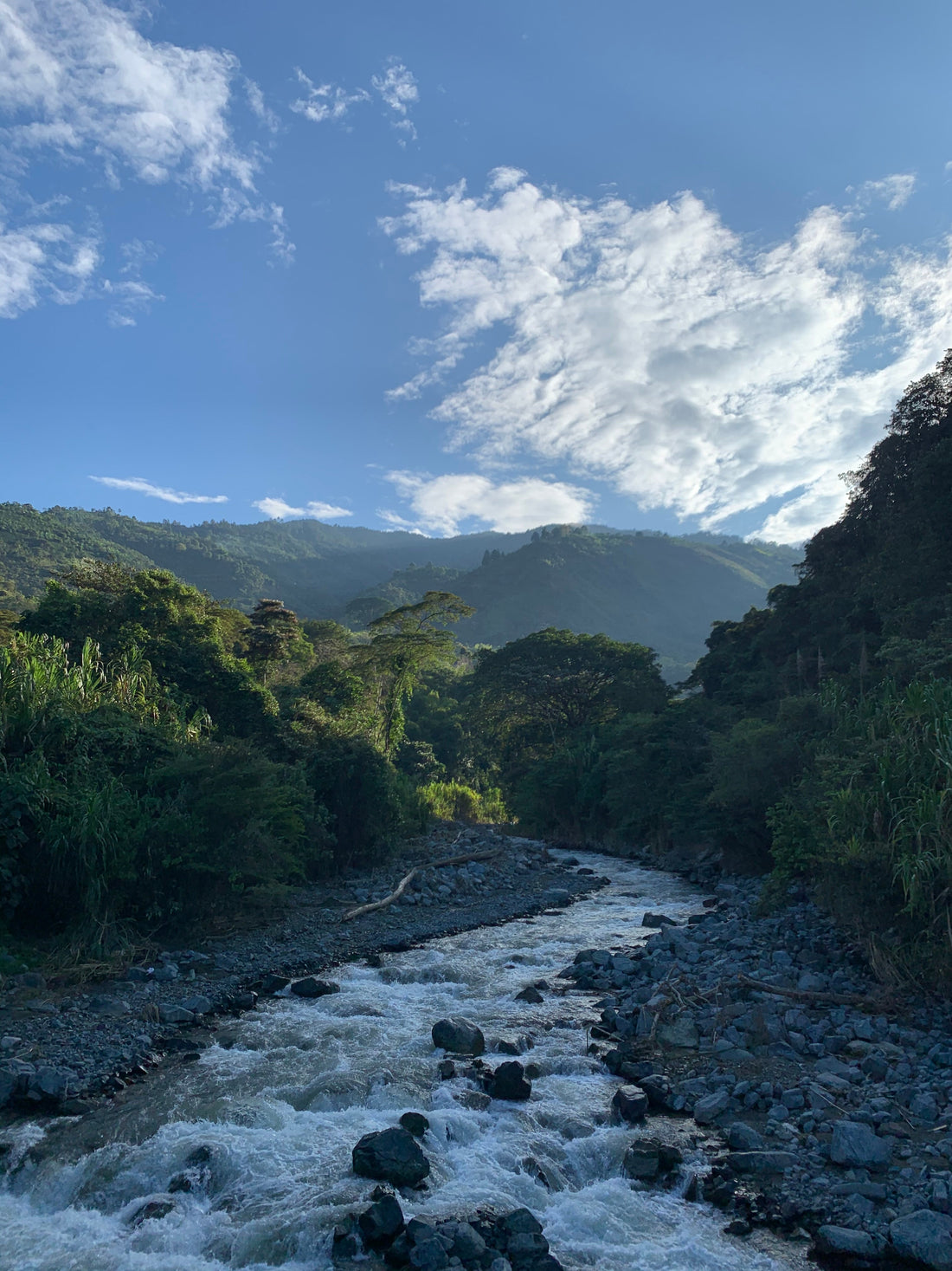 Cafetales de Magnagaea junto a una quebrada limpia y taza de café preparada con agua filtrada.
