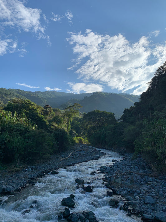 Cafetales de Magnagaea junto a una quebrada limpia y taza de café preparada con agua filtrada.