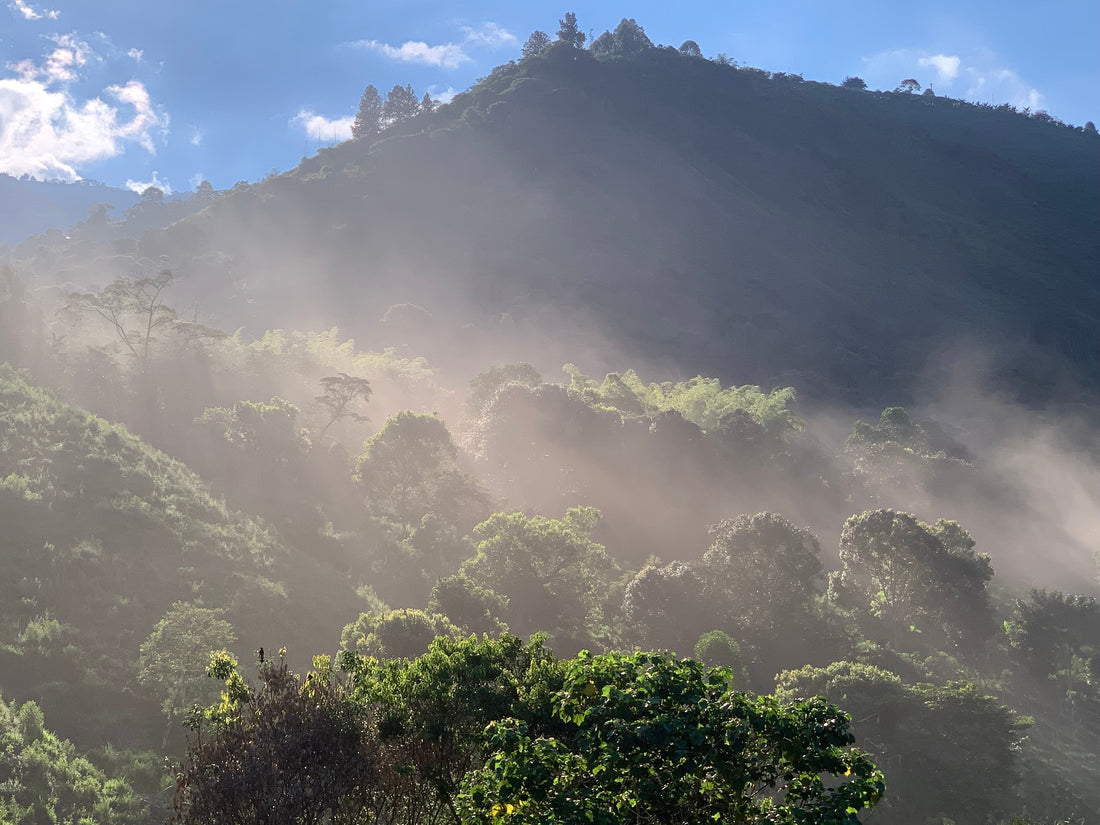 Fila de cafetos bajo sombra en Magnagaea durante una tarde lluviosa, con suelos cubiertos y cielo nublado.