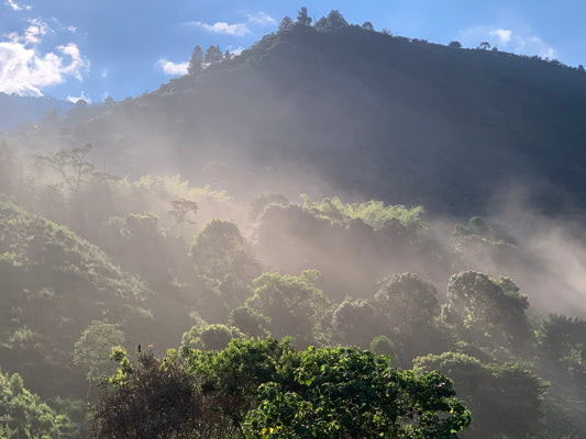 Fila de cafetos bajo sombra en Magnagaea durante una tarde lluviosa, con suelos cubiertos y cielo nublado.